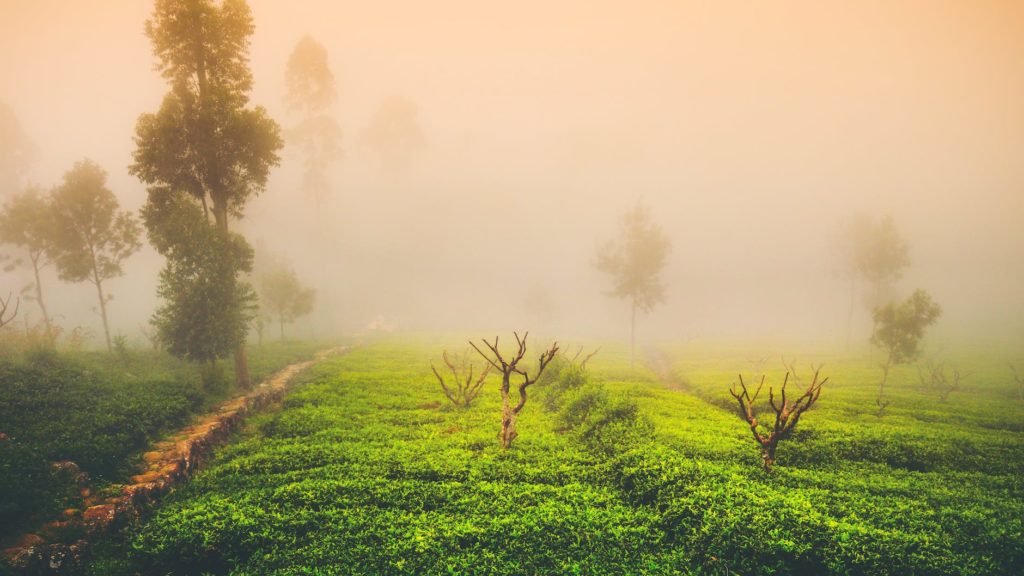 green grass field and trees