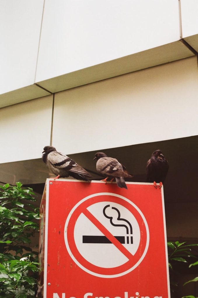 birds on red and white no smoking sign