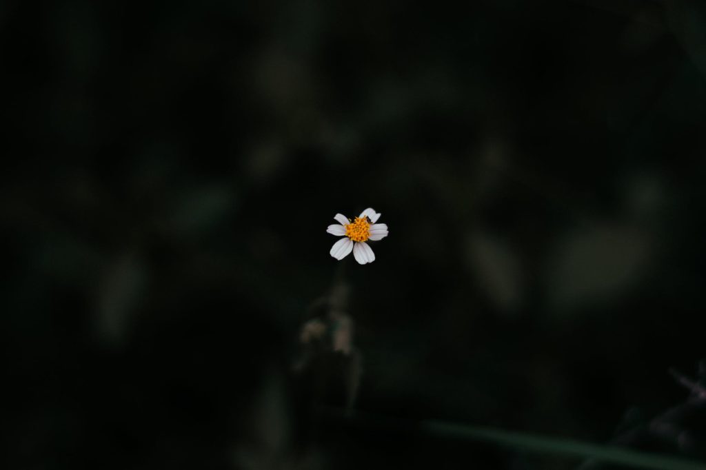 photo of white daisy