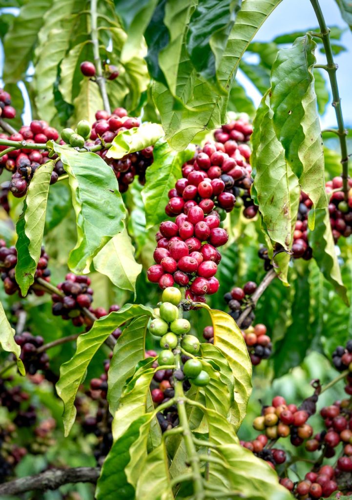 berries on branch on coffee tree in garden