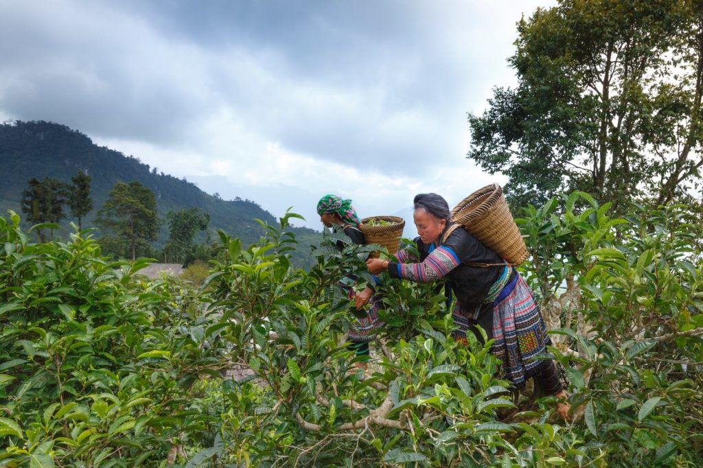 woman picking fruits under gray sky