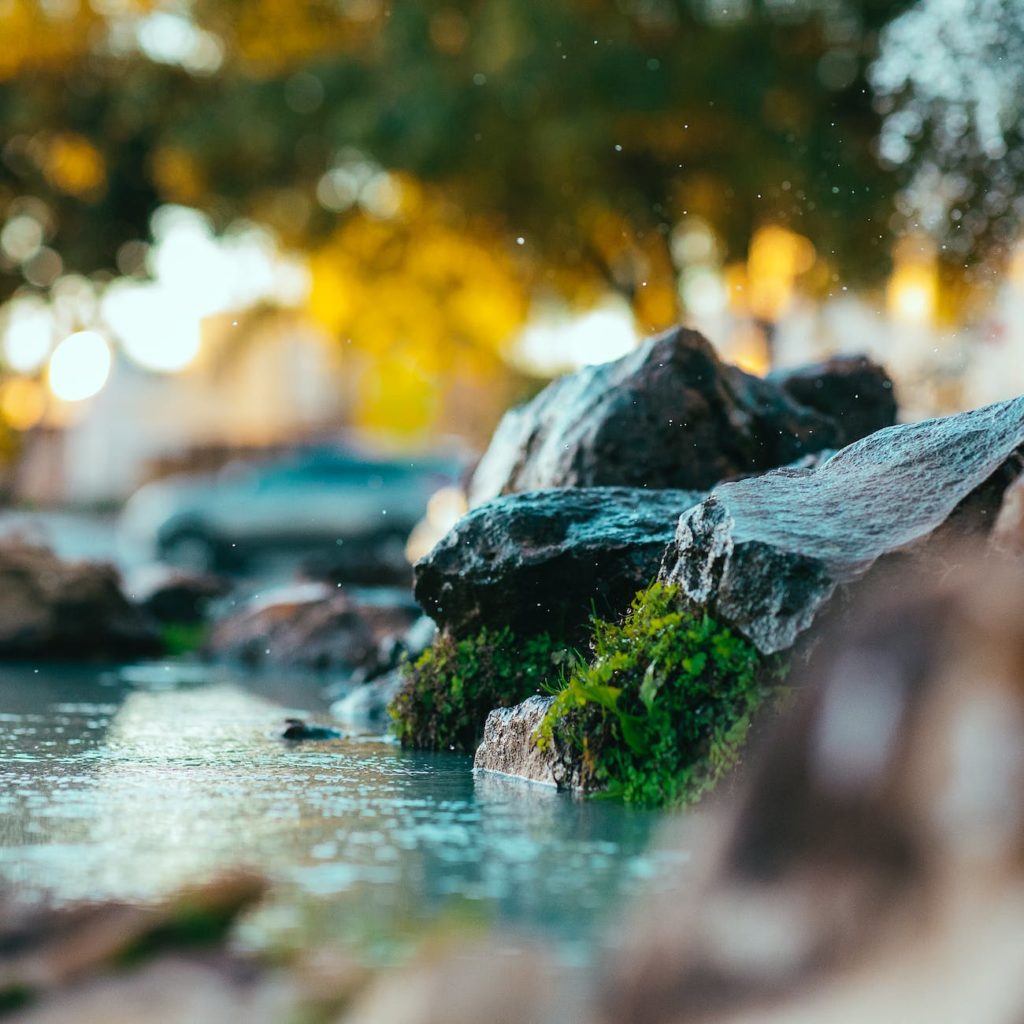 close up photography of green moss on rock