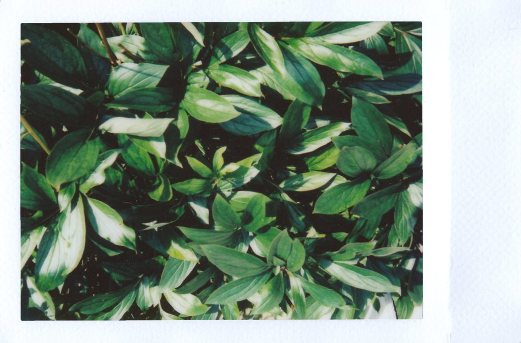 green leafed plant