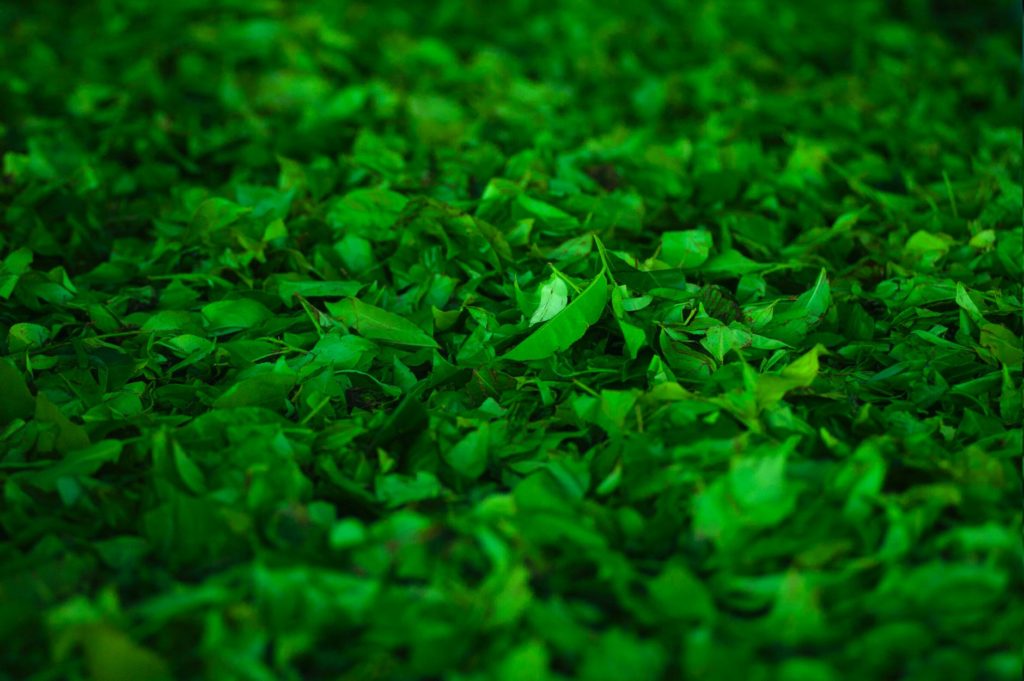 green leafed plant lot