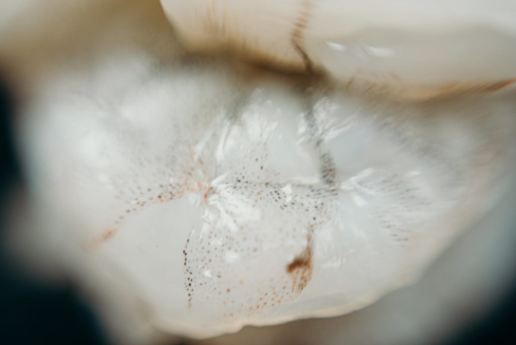 white and brown feather in close up photography