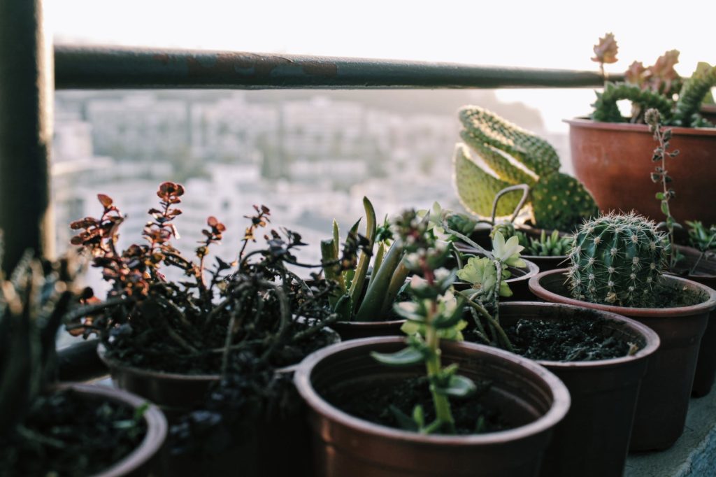 green cactus plant on brown clay pot