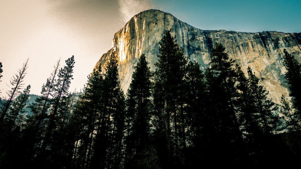 pine trees near mountain