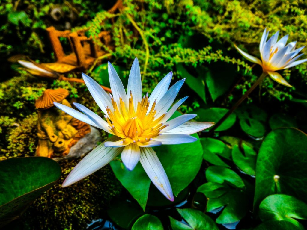 white and yellow flowers