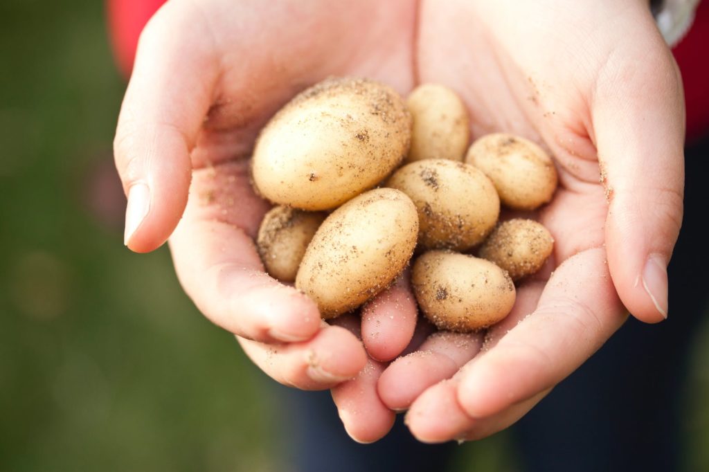 person holding brown stones