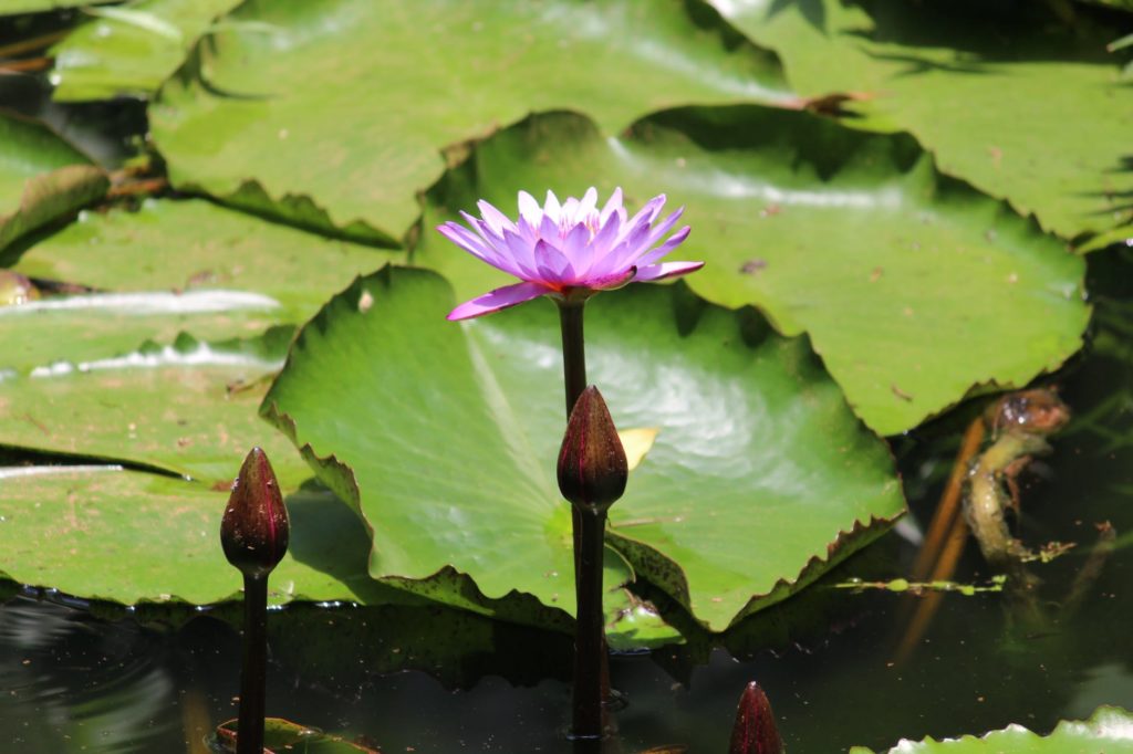 close up photography of purple water lily in bloom